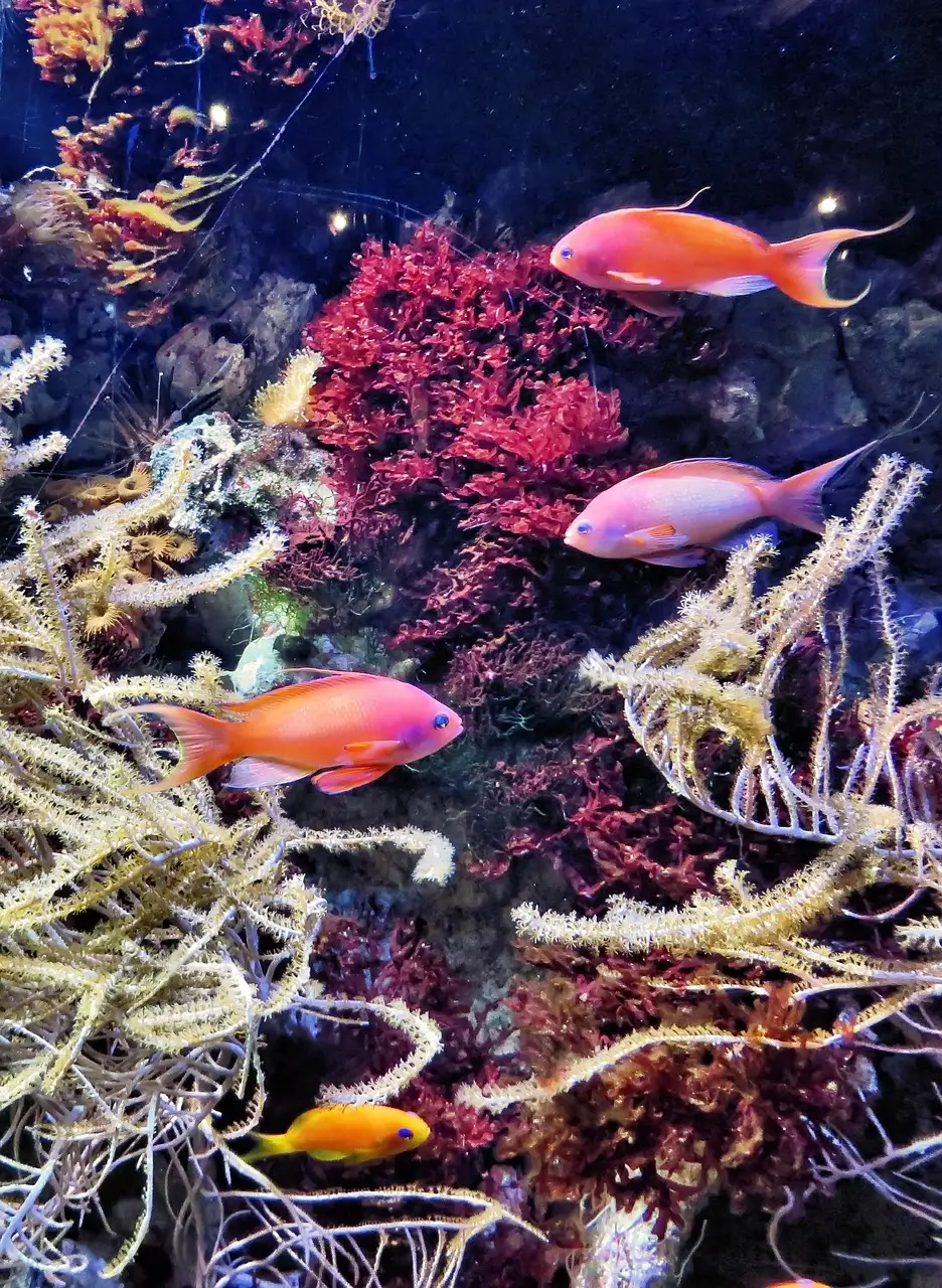 aquarium, the croisic, fish, exotic, colors, scuba diving, ocean, aquarium fish, aquarium, aquarium, aquarium, aquarium, aquarium, fish, fish, fish, scuba diving